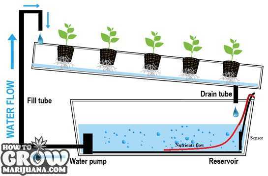 What is Marijuana Hydroponics and How to Grow Weed with Hydroponics?