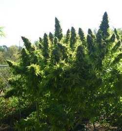 outdoor-cannabis-large.jpg