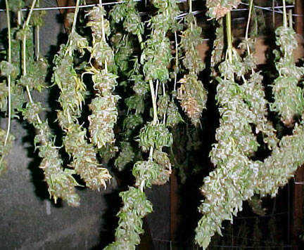 Drying Weed