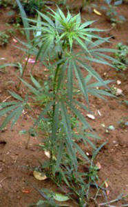 vegetative weed