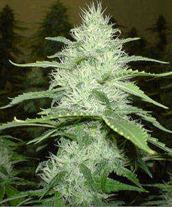 Cannabis Plant Types