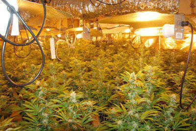 marijuana-hydroponics.jpg