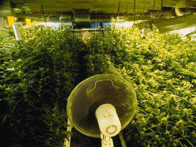 Marijuana Grow Room Design