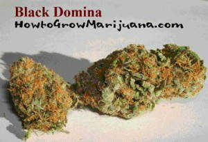 Black Domina Weed