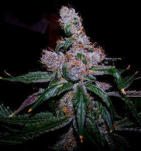 Blue Cannabis