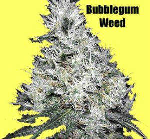 bubblegum weed