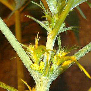 Male Skunk Plant
