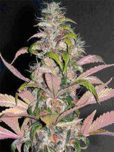 the-purps-weed-seeds-HowToGrowMarijuana-com-225x300.jpg