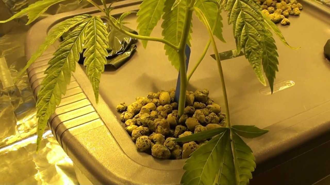 hydroponic marijuana grow box
