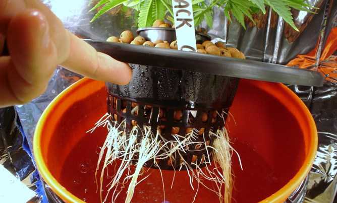 Hydroponic Systems are the Most Productive Way to Grow Weed