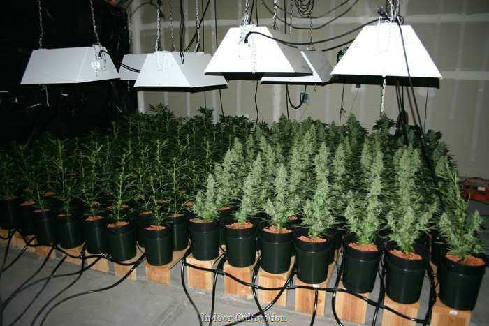 Breeding Autoflowering Cannabis Seeds
