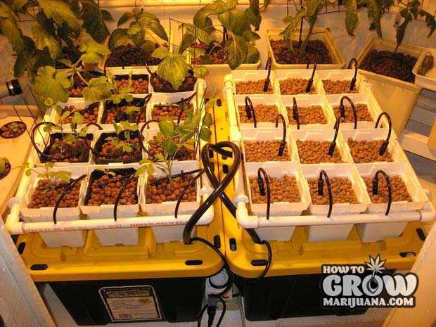 Hydroponic Continuous Flow Top Feed Drip System