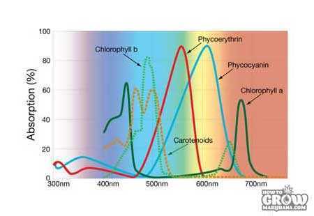 Photosynthetic-Absorption-Graph