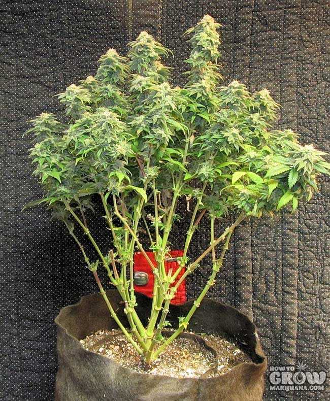 Monster Crop and Lollipop Marijuana Plants