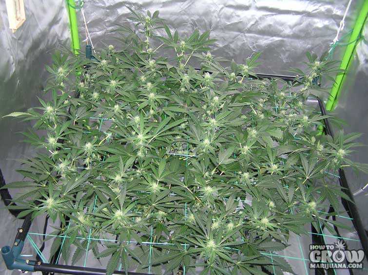 Monster Crop and SCROG Marijuana Plants