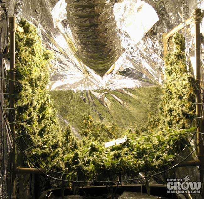 Vertical SCROG Marijuana Plants