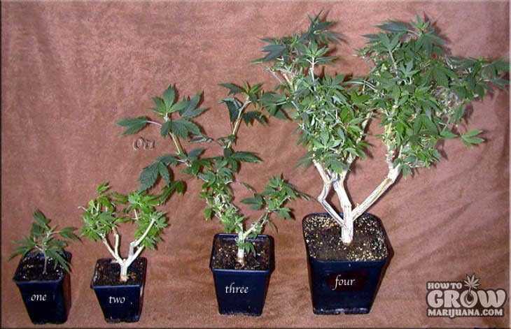 bonsai cannabis mother plant