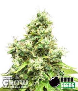 Medi Bomb #1 Cannabis Seeds - Medical Marijuana