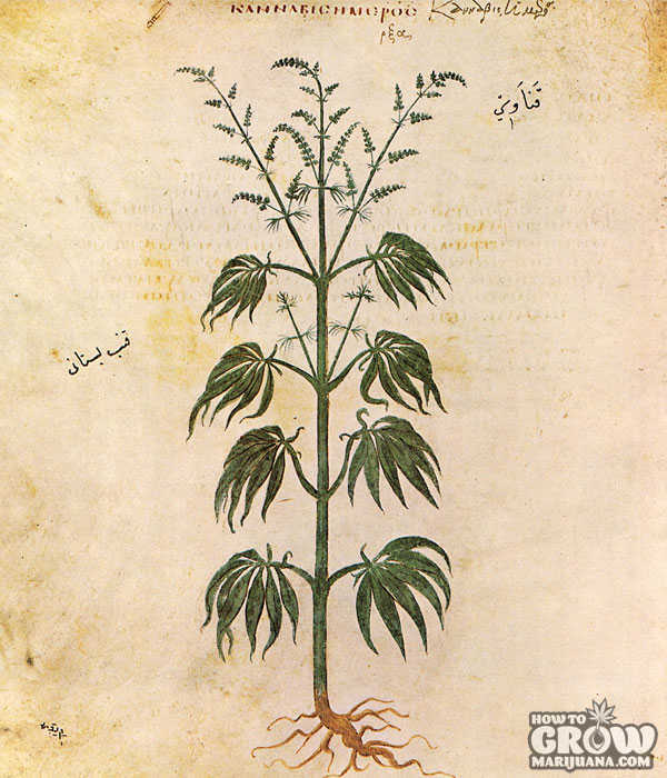 Cannabis Sativa Illustration