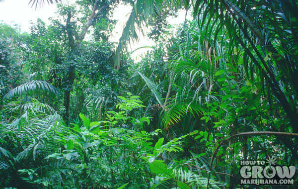 Typical Lush Rainy Season Tropical Forest