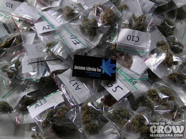 High Times Cannabis Cup Official Judges’ Samples