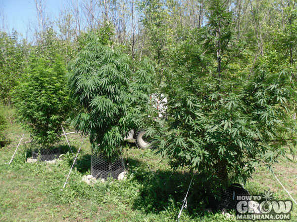 Different Cannabis Strains Outdoors