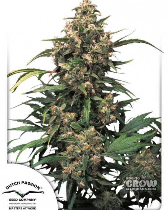 Dutch Passion Strawberry Cough Seeds