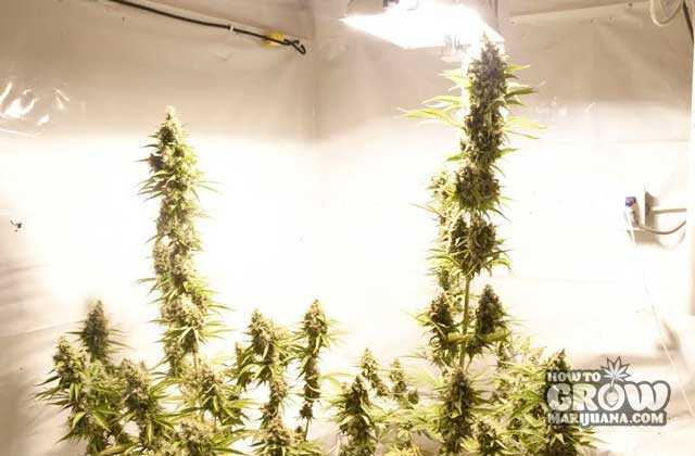 Make Sure you Have Enough Space for your Sativa Plants and your Lights