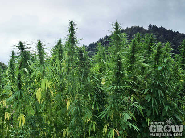 Marijuana Grows Happily Outside