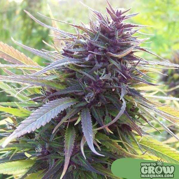 Purple Power Cannabis Seeds