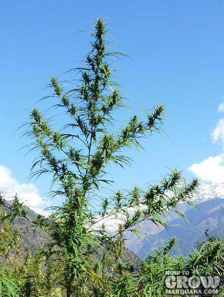Tall and Rangy, Cannabis Sativa is Adapted to Tropical Climates