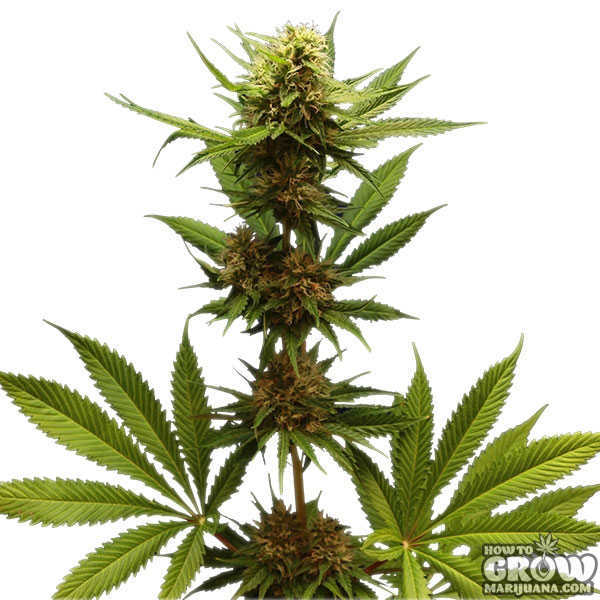 Royal Queen Northern Lights Feminized Seeds