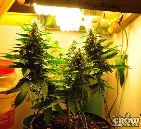 Cannabis-Flowering-under-CFL-Lights