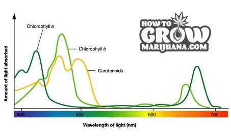 Chlorophyll-Absorption-by-Wavelength-Marijuana