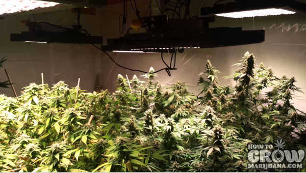 Growing-Marijuana-under-Full-Spectrum-LED-Light