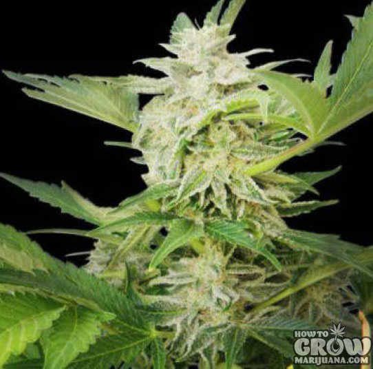 Royal Queen AK Automatic Feminized Seeds