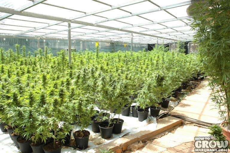 Cannabis Plants Indoors Canadian University