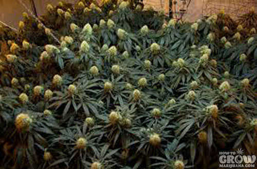Bubble Gum Cannabis Seeds Flowering