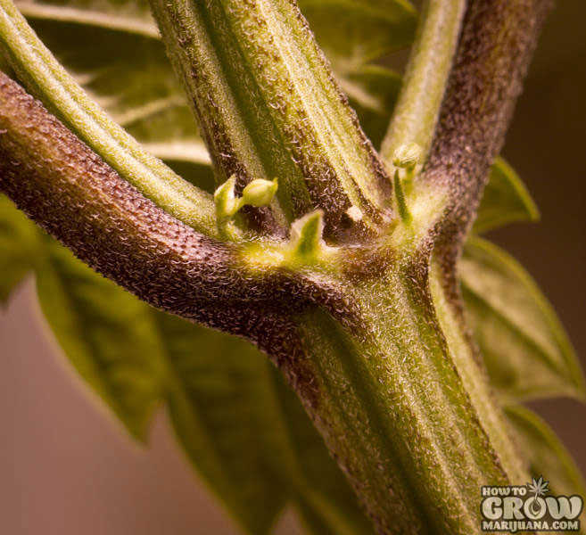 Male Pre-Flower Cannabis