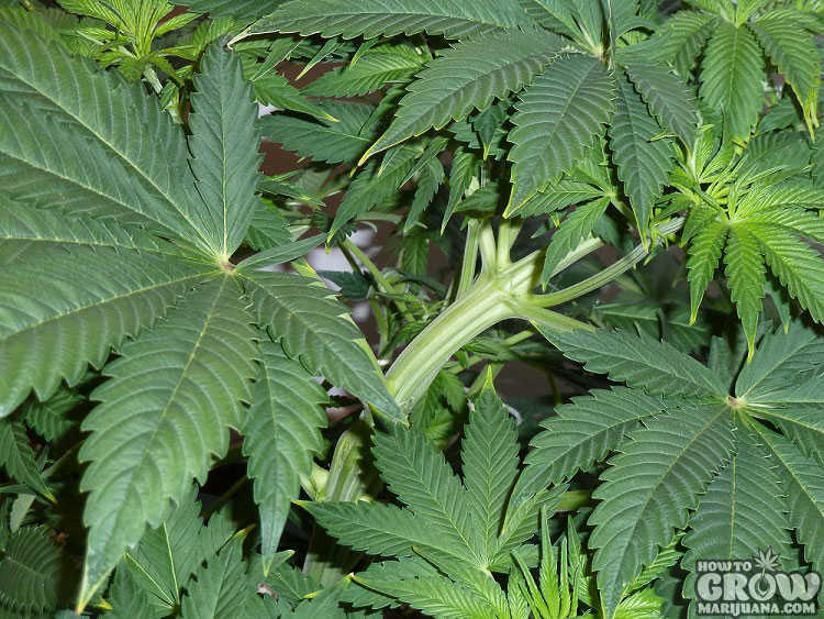 Cannabis Indica Leaves