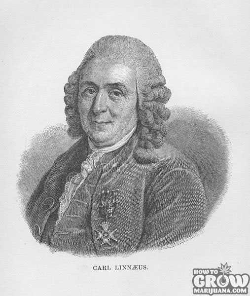 Carl Linnaeus, Father of Taxonomy