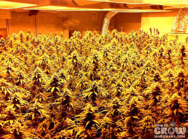 Grow Marijuana Under HID Lights