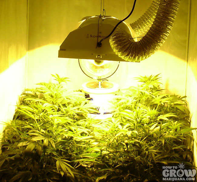 HPS Grow Light Over Marijuana Canopy