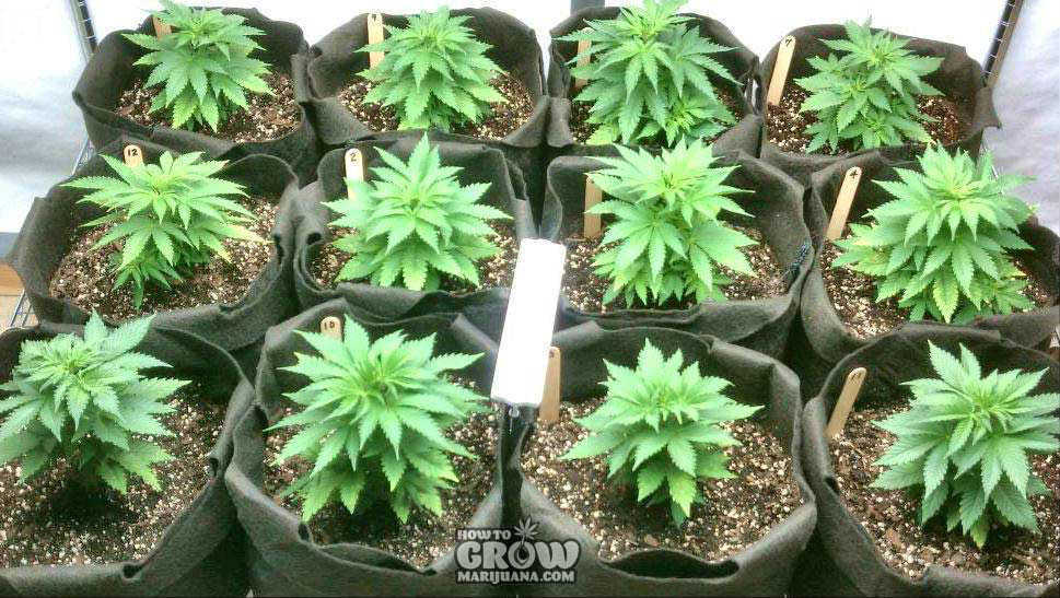 Healthy Marijuana Clones