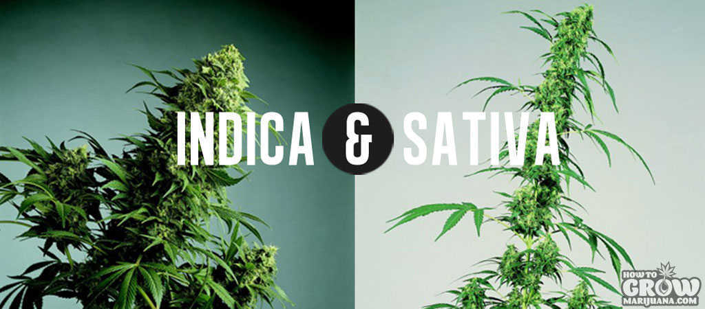 Sativa and Indica Phenotypes