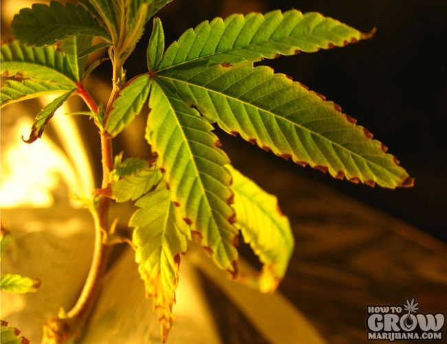 Marijuana Plant with Nutrient Burn