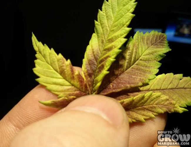 Marijuana Plant with a Phosphorus Deficiency