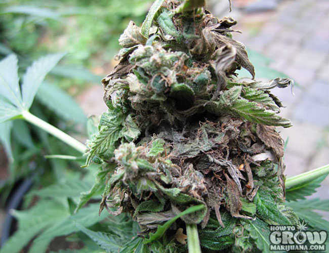Moldy Indica Marijuana Buds