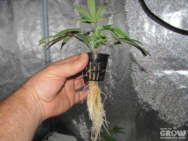 Rooted Marijuana Clones