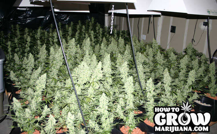 SOG Cannabis Growing